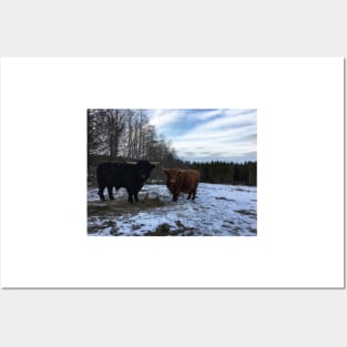 Scottish Highland Cattle Bull and Cow 2322 Posters and Art